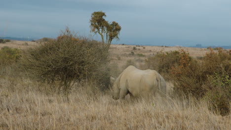 african rhino grazing dried grass in the bush of savannah in kenya