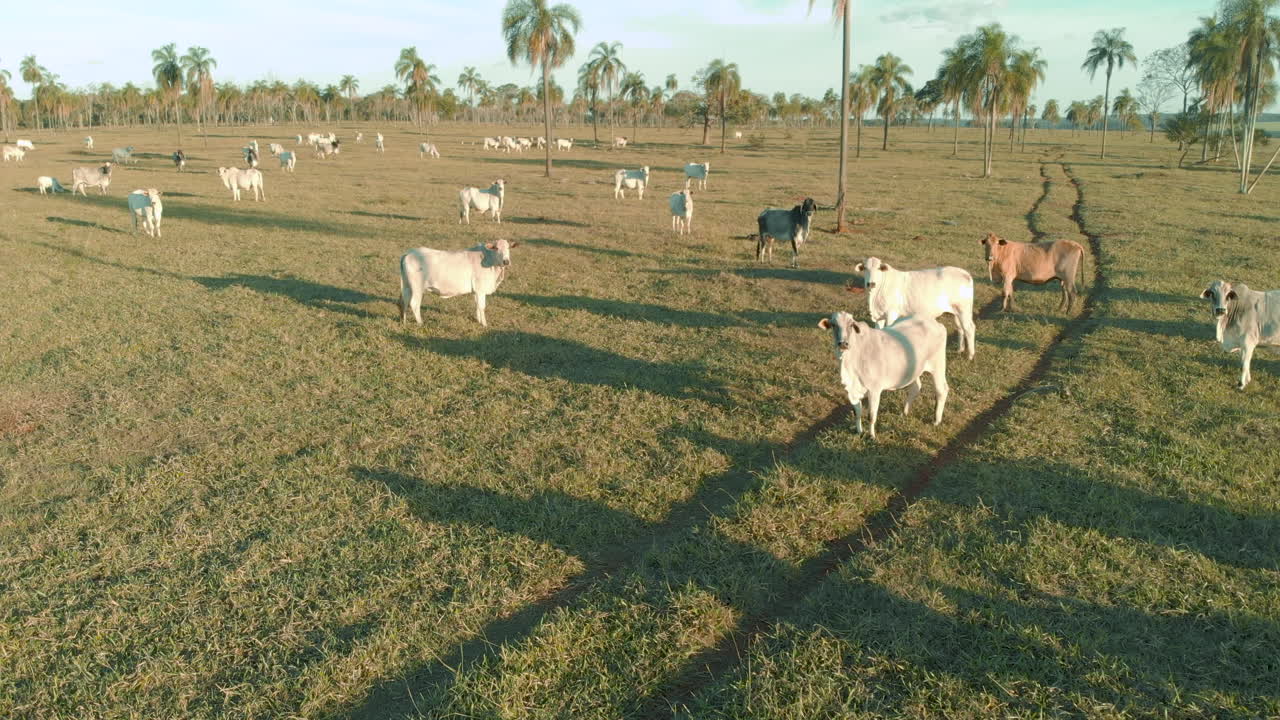 Bestiame, ranch di bestiame Nelore Brasile.