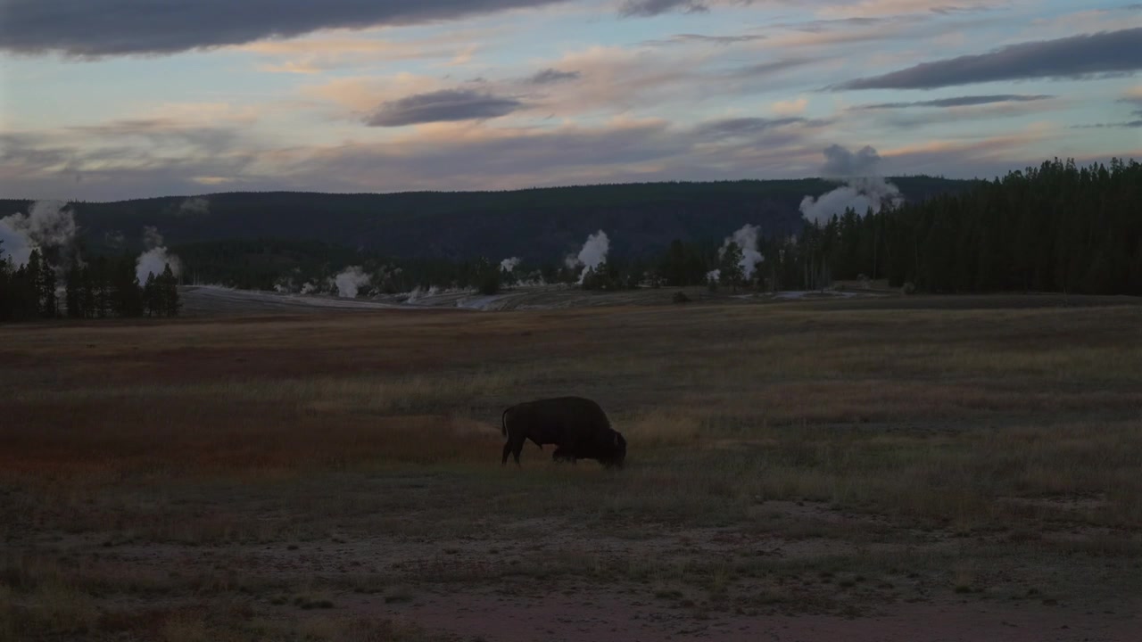 Bacino dei Geyser Autunno, Old Faithful, bufalo selvatico, bisonte americano, natura, fauna selvatica, animali al pascolo, Grand Loop Drive, Parco Nazionale di Yellowstone, Wyoming, mandria di bufali, paesaggio vallivo, tramonto, ora d'oro