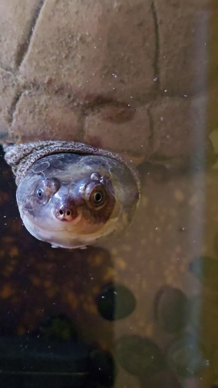 Vertical close-up of an aquatic turtle rising to the surface and blowing bubbles
