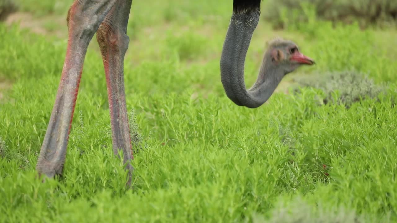 Medium closeup of an Ostrich feeding in the green grass of the Kgalagadi Transfrontier Park only showing its head and legs