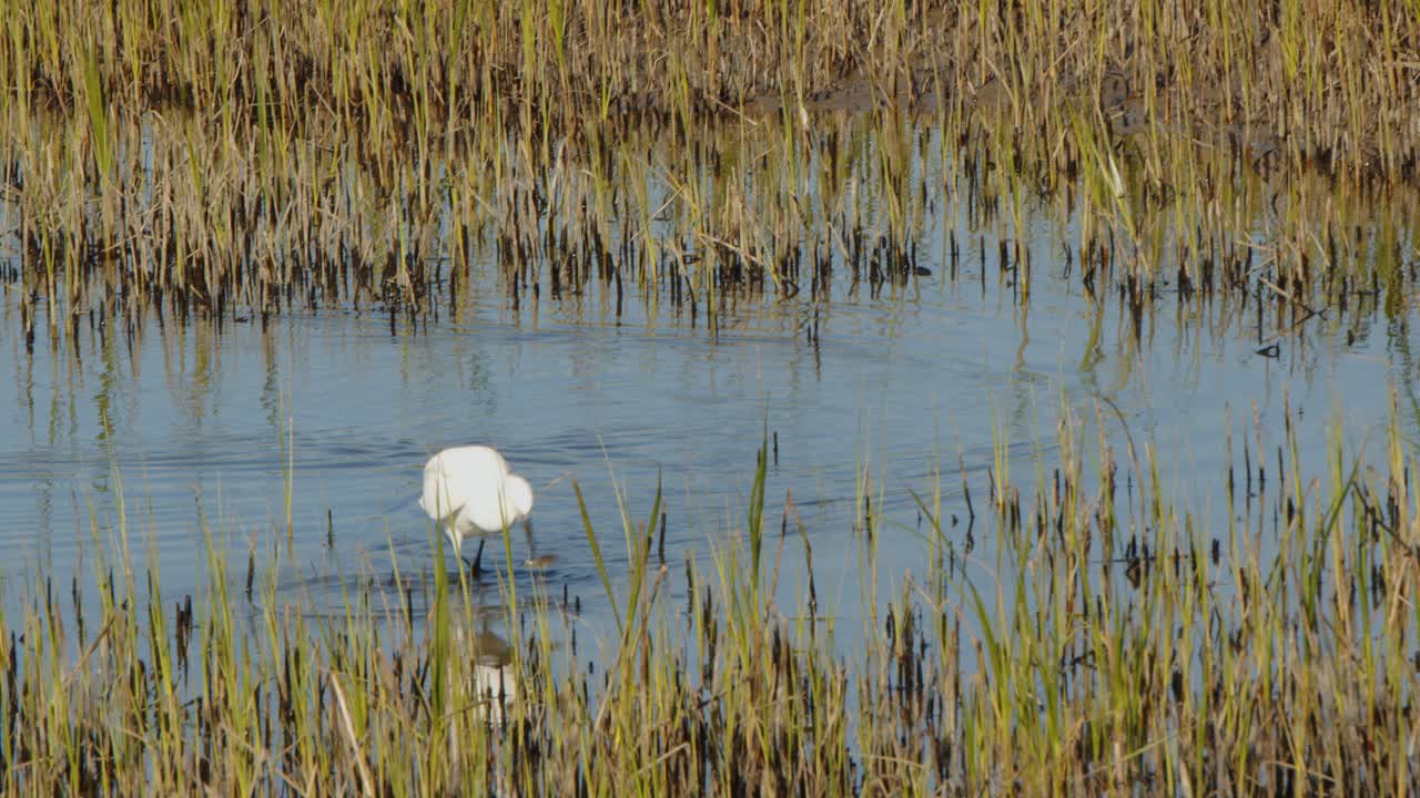 강입구 서식지 에서 물고기 를 잡는 큰 독수리