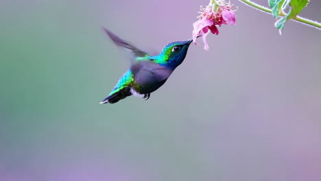 vibrant hummingbird approaching a pink flower