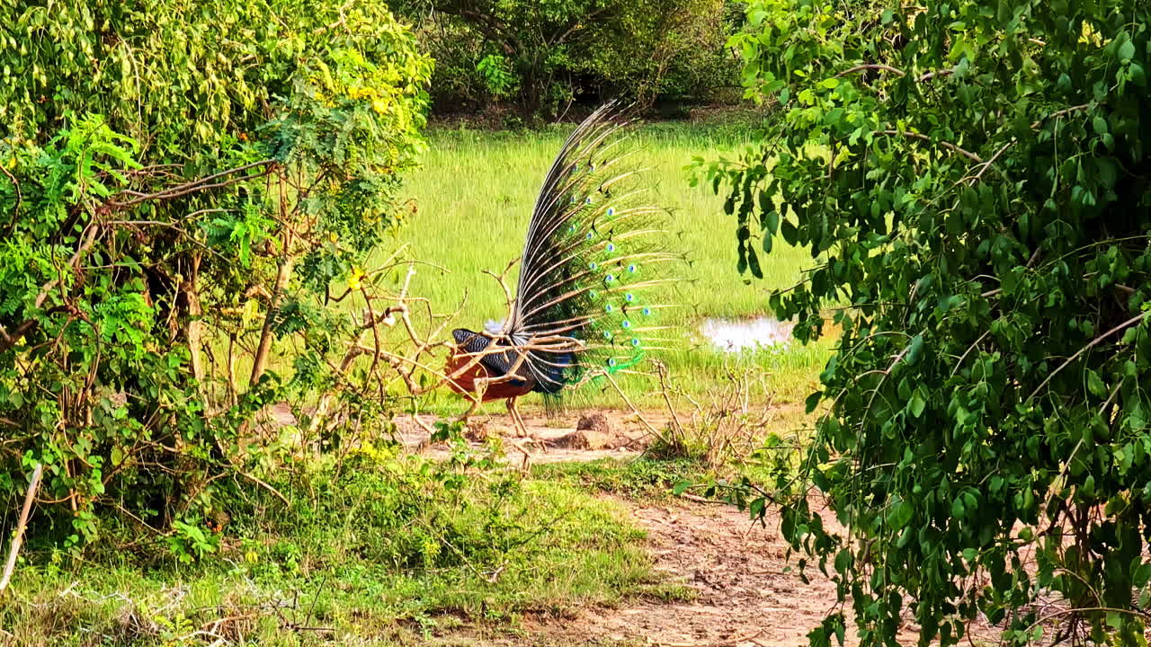 Peacock with fanned tail in lush clearing at Yala National Park. Yala National Park, Sri Lanka