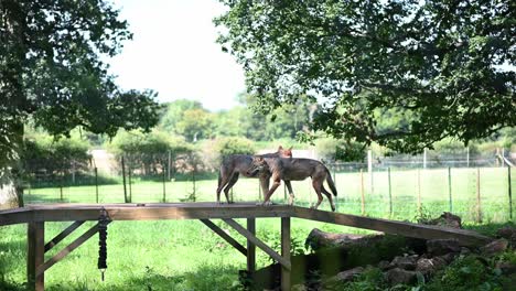 Weite-Aufnahme-Des-Wilden-Grauen-Wolfs-Im-Gelände,-Der-Auf-Holztreppen-Im-Zoo-Geht