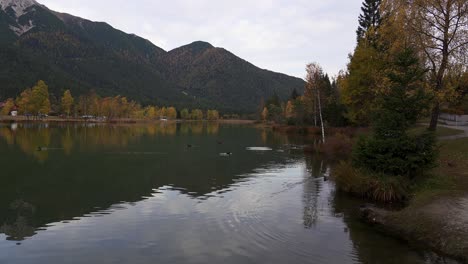 birds swim on the placid surface of an alpine lake in autumn with mountain background