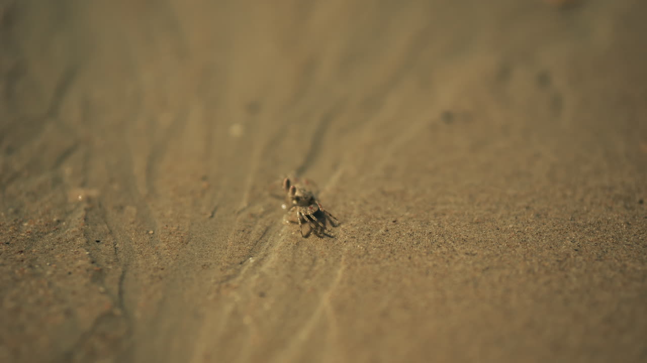 pequeño cangrejo en la playa de arena