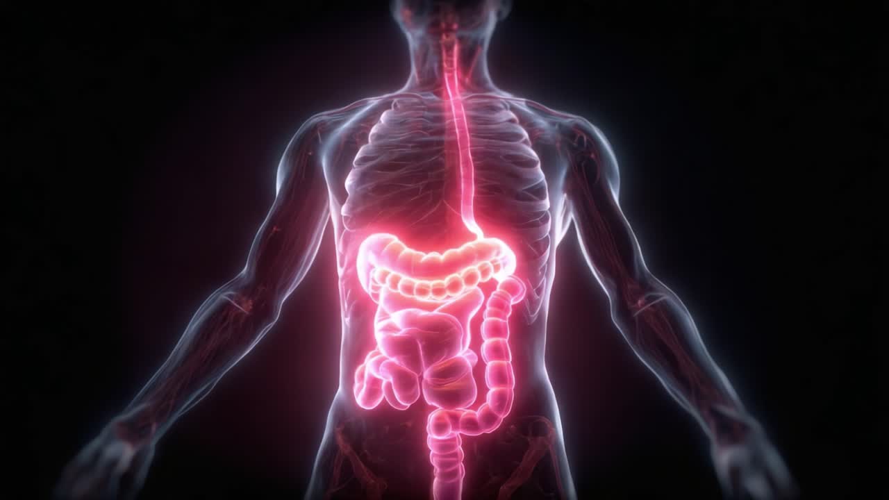 Una visualizzazione artistica del sistema digestivo umano: esplorando le complesse strutture dell'intestino, dello stomaco e dell'esofago con dettagli sorprendenti