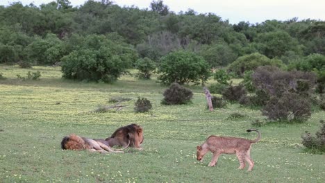 Cachorro-De-León-Caminando-Con-Cuidado-Hasta-Dos-Machos-Grandes-En-Mashatu,-Botswana