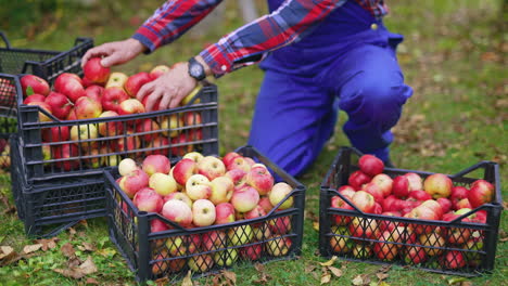 red ripe apples harvesting in the field. fresh picked apple harvesting on farm.