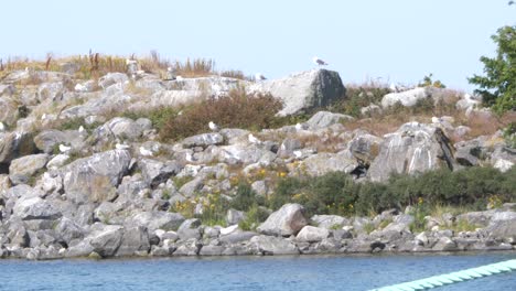 ornithology, flock of seagulls sharing space on rocky island, baltic sea archipelago in scandinavia