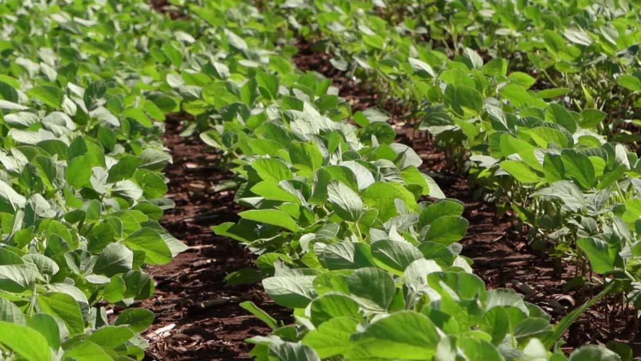 Soybean Soy Field Of Green Plants A General Plan Nature Agriculture