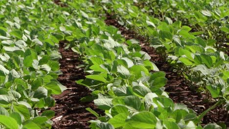 soybean soy field of green plants a general plan nature agriculture