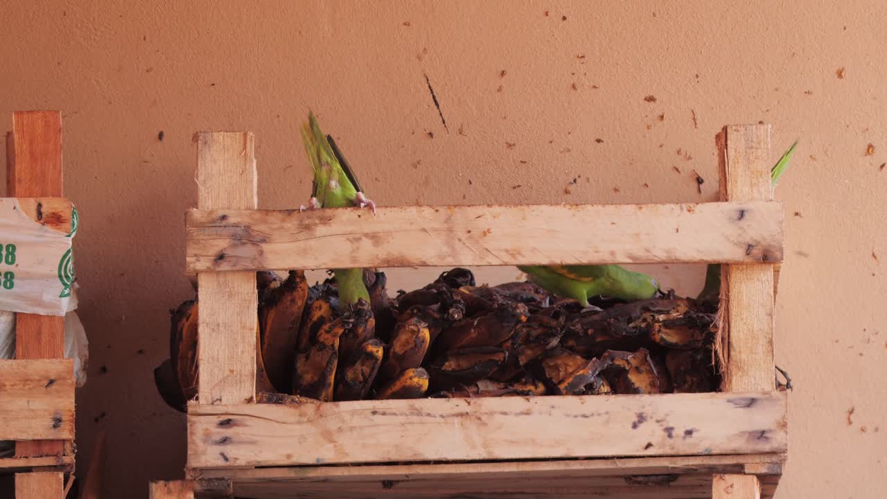 pájaros parkeet verdes comiendo plátanos de la bandeja en el centro de rehabilitación en pantanal
