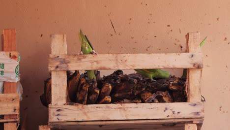 Green-parkeet-birds-eating-bananas-from-tray-at-rehabilitation-centre-in-Pantanal