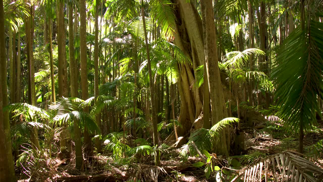 Lush Tropical Jungle with Sunlight Streaming Through the Dense Foliage