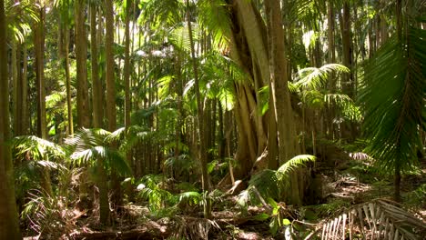 lush tropical jungle with sunlight streaming through the dense foliage