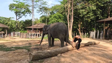 trainer interacts with elephant in natural habitat