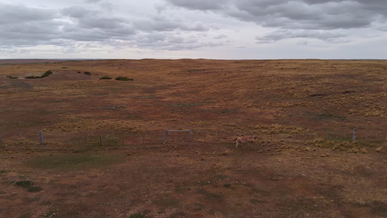 mosca aérea animal patagónico guanaco caminar solo en un paisaje desolado de la patagonia al atardecer