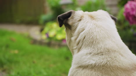 lindo perro pug descongelado girando la cabeza lejos de la cámara