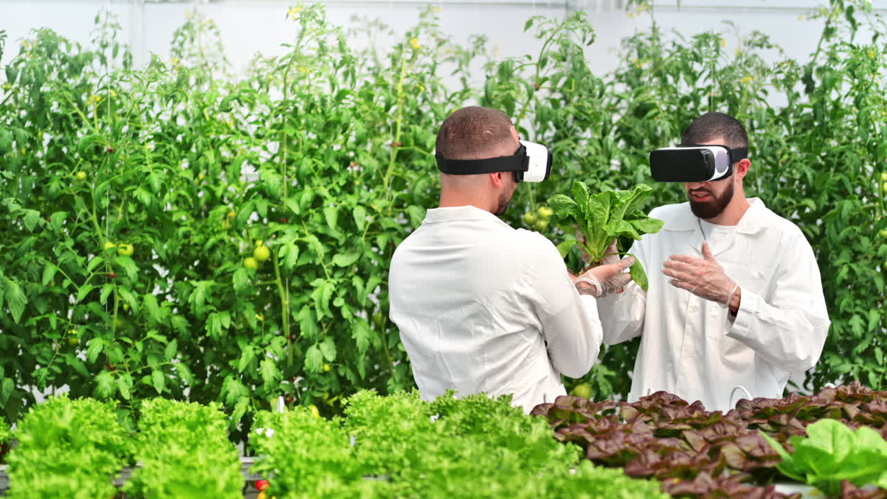 Two laboratory technicians in white coats wearing Virtual Reality headsets, analysing lettuce grown with the Hydroponic method in a greenhouse