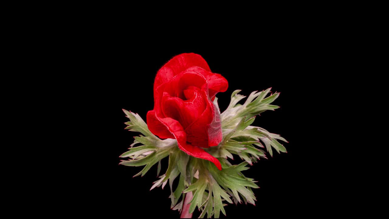 Beautiful red anemone flower blooming on black background, close-up. Anemone coronaria. Wedding backdrop, Valentine's Day concept. Birthday bunch. Flower closeup