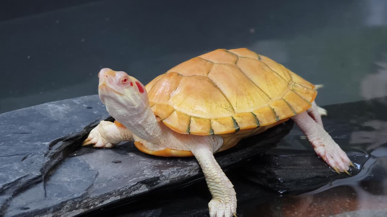 Orange Turtle on Rocks