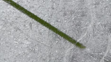 Abstract-macro-Shot-of-frozen-flower