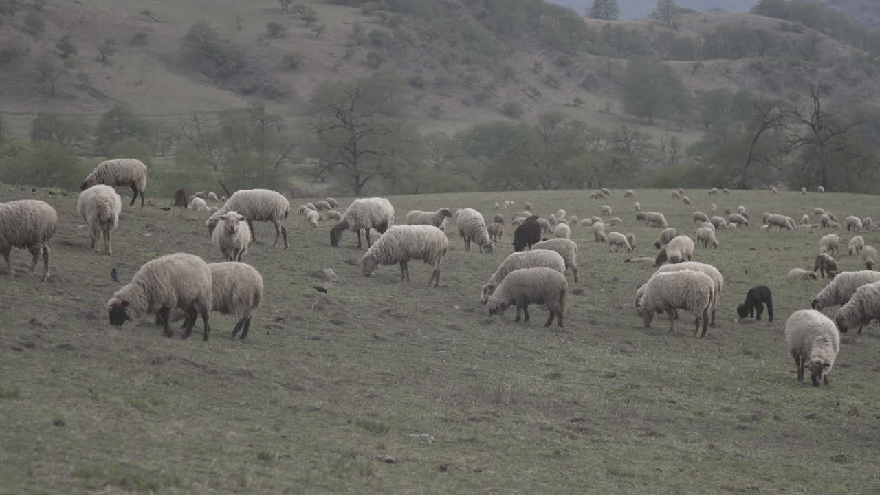 Ripresa di un gregge di pecore che pascolano in un campo di erba verde di giorno
