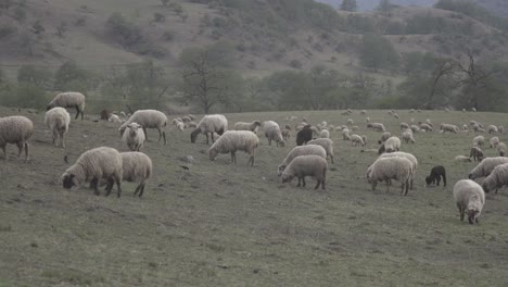 Shot-of-a-herd-of-sheeps-grazing-on-green-grass-field-at-daytime