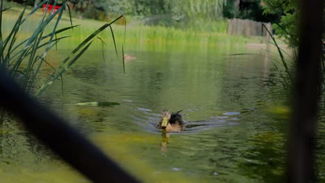 Stockente-Schwimmt-An-Einem-Sonnigen-Tag-Im-Teich-In-Richtung-Kamera-Im-Türkenschanzpark-In-Wien