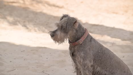 Lindo-Perro-Schnauzer-Gris-Cubierto-De-Arena-Sentado-En-La-Playa-Pasando-Un-Buen-Rato