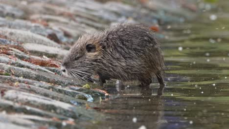 retrato de cerca de una pequeña nutria, myocastor coypus junto a la orilla del río rodeada de un gran enjambre de moscas en el lago de regatas, buenos aires