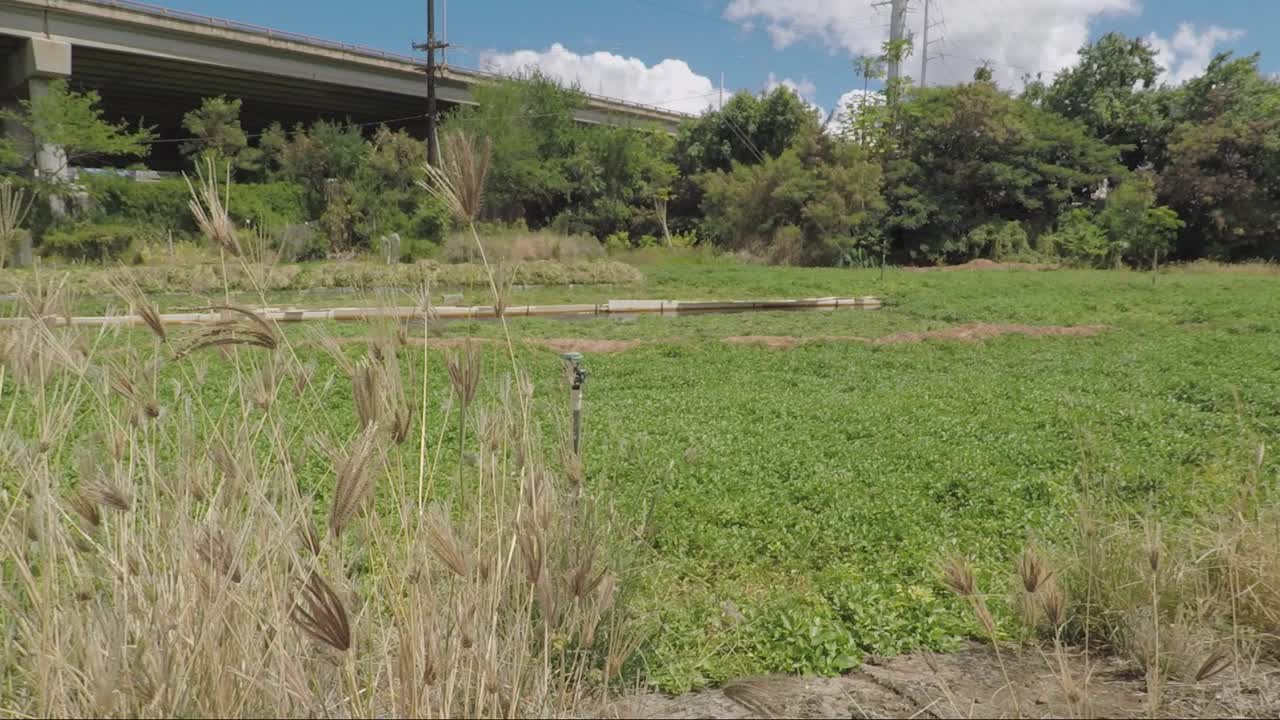 Dry grass next to watercress farm field