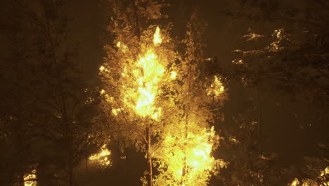 bright foliage illuminated by light at night in a dense forest
