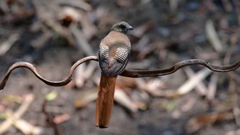 the orange-breasted trogon is a confiding medium size bird found in thailand