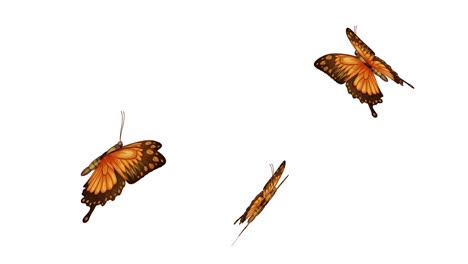 animated transformation of caterpillar to butterfly.