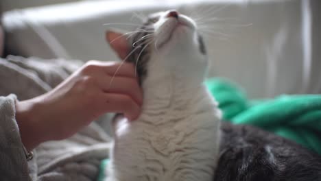 woman petting cat indoor at home sitting in the couch