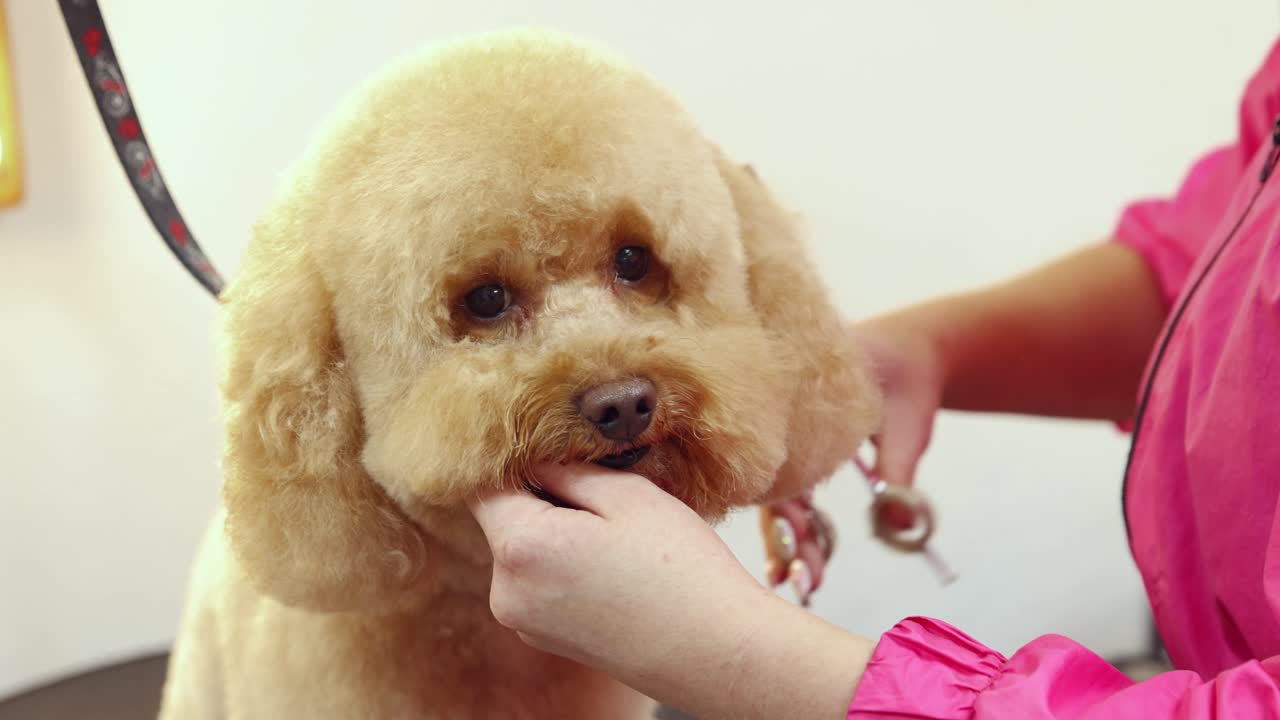 애완동물 미용실에서 개 미용 세션