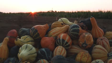 pile pumpkins in front of a corn field