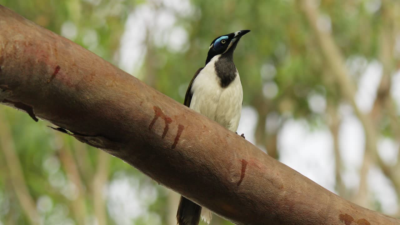 un comedor de miel de cara azul alerta encaramado en una rama gruesa de un árbol de goma