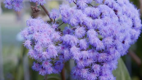 close up shot of purple flower in botanical garden allium lilac