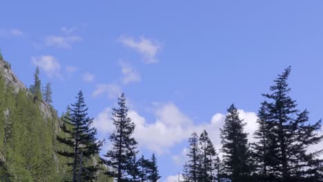 pine trees in mountainous landscape with blue sky background, soft pan