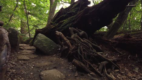 Yakushima,-Japan,-Low-Angle-Shot-of-Hiking-Through-Mysterious-Forest