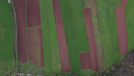 Aerial-view-of-agricultural-green-fields