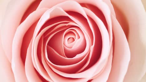 beautiful pink rose rotating on white background, macro shot. bud closeup. blooming pink rose flower open. holiday backdrop, valentine's day concept.