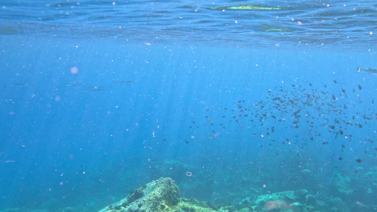 explorando el arrecife oceánico con muchos peces pequeños, pov vista de buceo