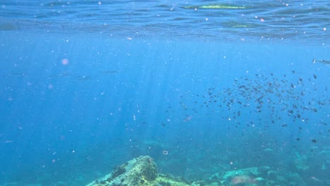 Exploring-ocean-reef-with-many-small-fishes,-POV-snorkeling-view