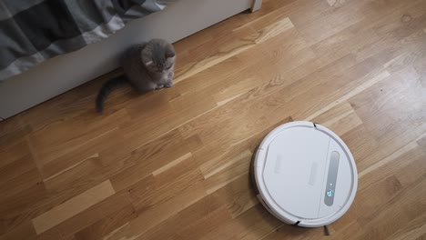 tema de limpieza, tecnología inteligente y mascotas. robot aspirador automático limpia la habitación, mientras que el gatito escocés gris juega en casa. gato en aspirador robótico en la casa. limpieza automática en el hogar