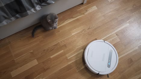 cleaning theme, smart technology and pets. automatic robot vacuum cleaner cleans the room, while gray scotch kitten is played at home. cat on robotic vacuum cleaner in house. home automatic cleaning